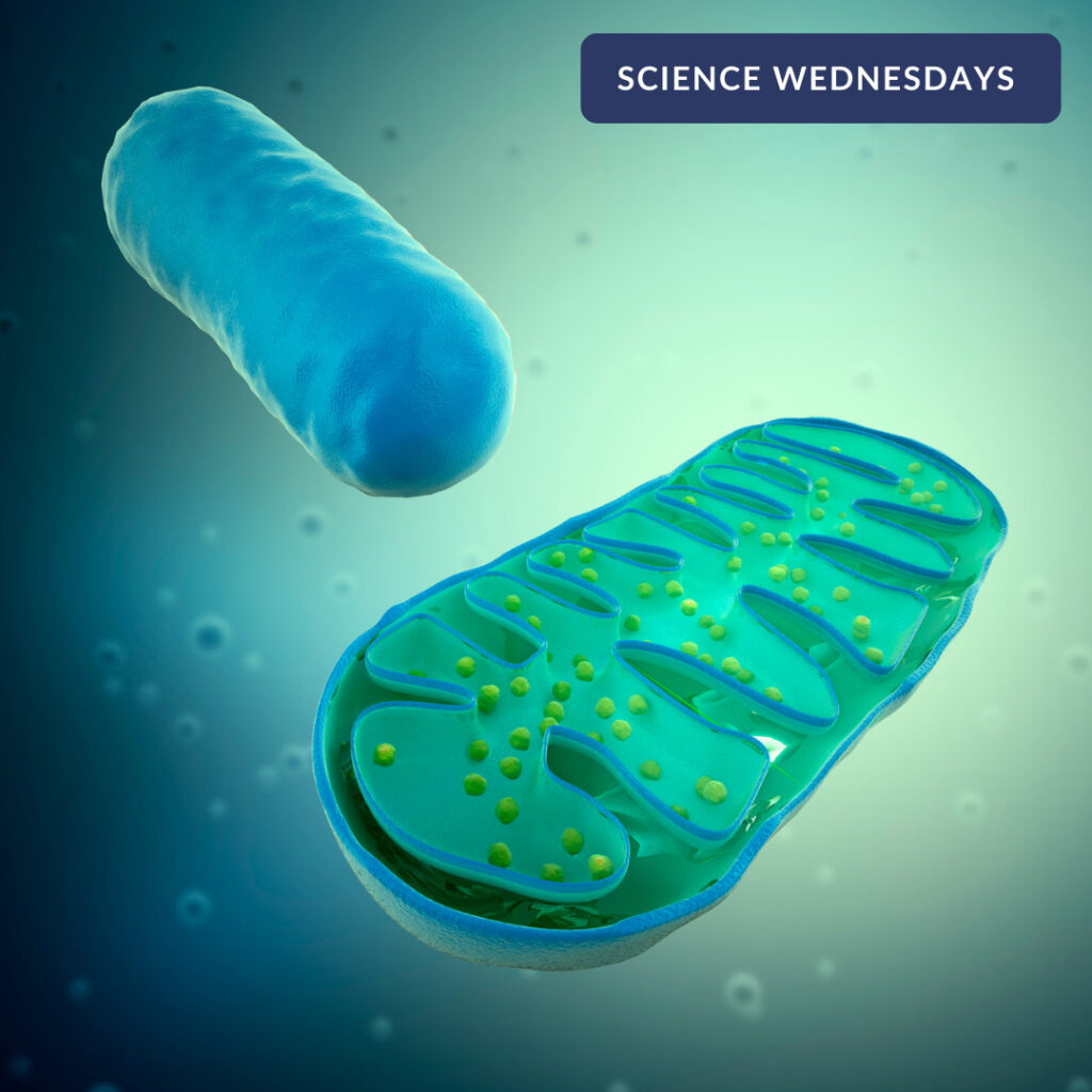 The image features a 3D rendering of mitochondria against a blue-green cellular background. One mitochondrion is whole, while the other is cut open to show the internal cristae and small yellow spheres.