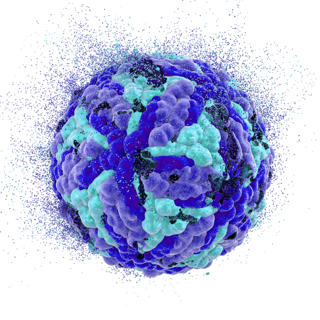The image shows a dimensional representation of interferon gamma, a type of cytokine, depicted as a small purple molecule against a white background.